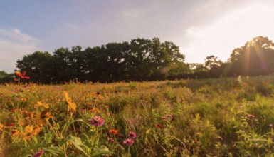 Late summer country landscape with colorful blooming meadow and sunbeam, AI generated