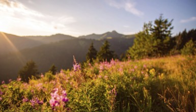 Late summer country landscape with colorful blooming meadow and sunbeam, AI generated