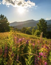 Late summer country landscape with colorful blooming meadow and sunbeam, AI generated