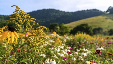 Late summer country landscape with colorful blooming meadow and sunbeam, AI generated