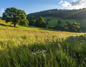 Late summer country landscape with colorful blooming meadow and sunbeam, AI generated