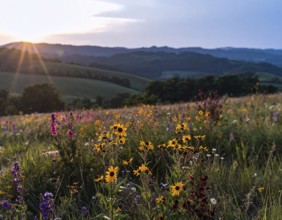 Late summer country landscape with colorful blooming meadow and sunbeam, AI generated