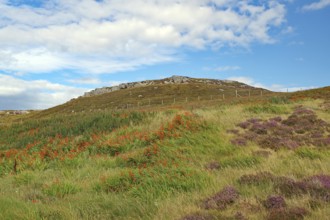 Colourful hill with heather and grasses under a blue sky, Isle of Lewis Hebrides, Scotland, Great