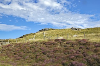 Rocky hill with heather and wooden fence under a cloudy sky, Isle of Lewis Hebrides, Scotland,