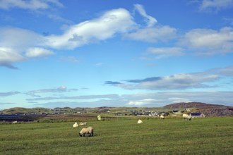 Green meadow with grazing sheep under a wide, cloudy sky, Isle of Lewis, Hebrides, Scotland, Great
