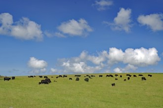 Large herd of cattle on a green pasture under a blue sky with clouds