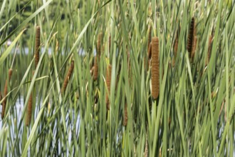 Cattail (Typha) on the banks of the Oelbach, Lake Kemnader, Witten, Ruhr area, North
