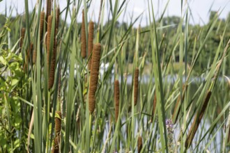 Cattail (Typha) on the banks of the Oelbach, Lake Kemnader, Witten, Ruhr area, North