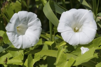 Larger bindweed (Calystegia sepium), two white flowers, North Rhine-Westphalia, Germany