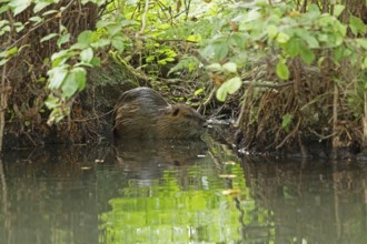 Nutria (Myocastor coypus), Alte Fahrt canal between Bolter Lock and Caarpsee lake, Müritz National