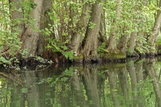 Trees, reflections, canal Alte Fahrt between Bolter Schleuse and Caarpsee, Müritz National Park,