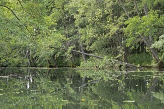 Trees, reflections, canal Alte Fahrt between Bolter Schleuse and Caarpsee, Müritz National Park,