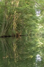 Trees, reflections, canal Alte Fahrt between Bolter Schleuse and Caarpsee, Müritz National Park,