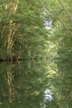 Trees, reflections, canal Alte Fahrt between Bolter Schleuse and Caarpsee, Müritz National Park,