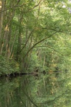 Trees, reflections, canal Alte Fahrt between Bolter Schleuse and Caarpsee, Müritz National Park,