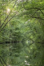 Trees, reflections, canal Alte Fahrt between Bolter Schleuse and Caarpsee, Müritz National Park,