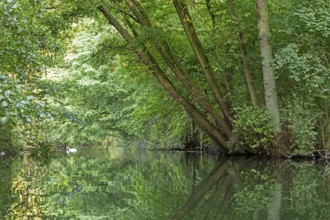 Trees, reflections, Mute Swan (Cygnus olor), Alte Fahrt canal between Bolter Lock and Caarpsee