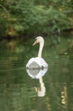 Mute swan (Cygnus olor), reflection, Alte Fahrt canal between Bolter Lock and Caarpsee lake, Müritz