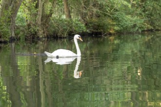 Mute swan (Cygnus olor), reflection, Alte Fahrt canal between Bolter Lock and Caarpsee lake, Müritz