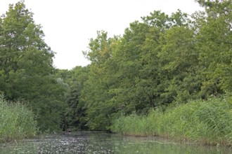 Trees, canoe, Alte Fahrt canal between Bolter Schleuse lock and Caarpsee lake, Müritz National