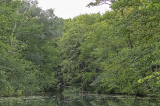 Trees, Alte Fahrt canal between Bolter Schleuse lock and Caarpsee lake, Müritz National Park,