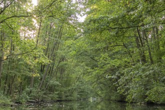 Trees, Alte Fahrt canal between Bolter Schleuse lock and Caarpsee lake, Müritz National Park,