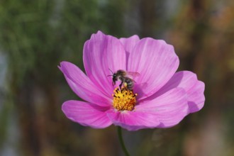 Honeybee (Apis mellifera) on a pink ornamental basket flower (Cosmos bipinnatus), North