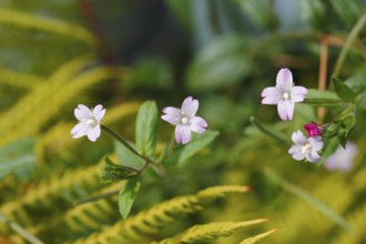 Smallflower Hairy Willowherb (Epilobium parviflorum), flower, North Rhine-Westphalia, Germany