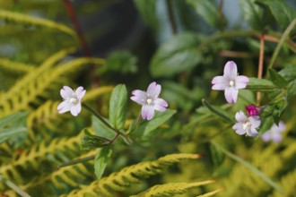 Smallflower Hairy Willowherb (Epilobium parviflorum), flower, North Rhine-Westphalia, Germany