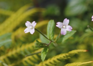 Smallflower Hairy Willowherb (Epilobium parviflorum), flower, North Rhine-Westphalia, Germany