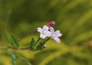 Smallflower Hairy Willowherb (Epilobium parviflorum), flower, North Rhine-Westphalia, Germany