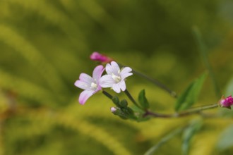 Smallflower Hairy Willowherb (Epilobium parviflorum), flower, North Rhine-Westphalia, Germany