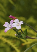 Smallflower Hairy Willowherb (Epilobium parviflorum), flower, North Rhine-Westphalia, Germany