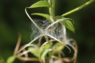 Smallflower Hairy Willowherb (Epilobium parviflorum), seeds, North Rhine-Westphalia, Germany