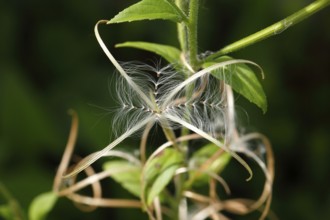 Smallflower Hairy Willowherb (Epilobium parviflorum), seeds, North Rhine-Westphalia, Germany