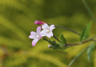 Smallflower Hairy Willowherb (Epilobium parviflorum), flower, North Rhine-Westphalia, Germany