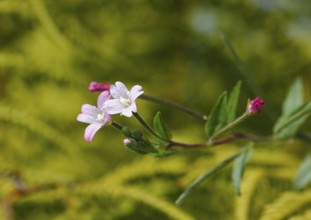 Smallflower Hairy Willowherb (Epilobium parviflorum), flower, North Rhine-Westphalia, Germany