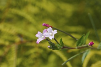 Smallflower Hairy Willowherb (Epilobium parviflorum), flower, North Rhine-Westphalia, Germany