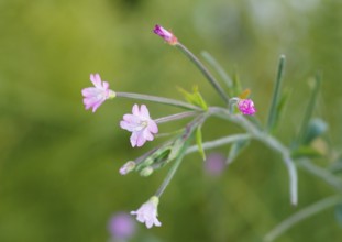 Smallflower Hairy Willowherb (Epilobium parviflorum), flower, North Rhine-Westphalia, Germany