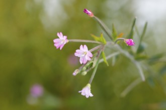 Smallflower Hairy Willowherb (Epilobium parviflorum), flower, North Rhine-Westphalia, Germany