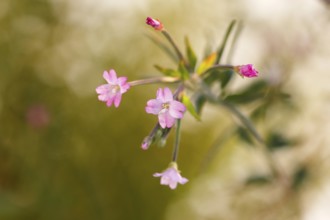 Smallflower Hairy Willowherb (Epilobium parviflorum), flower, North Rhine-Westphalia, Germany