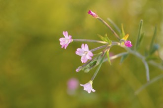 Smallflower Hairy Willowherb (Epilobium parviflorum), flower, North Rhine-Westphalia, Germany