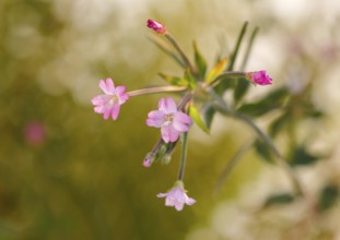 Smallflower Hairy Willowherb (Epilobium parviflorum), flower, North Rhine-Westphalia, Germany