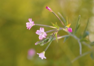 Smallflower Hairy Willowherb (Epilobium parviflorum), flower, North Rhine-Westphalia, Germany
