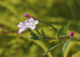 Smallflower Hairy Willowherb (Epilobium parviflorum), flower, North Rhine-Westphalia, Germany