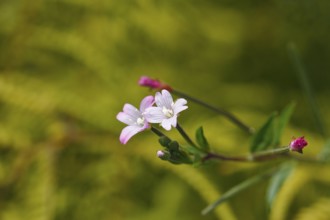 Smallflower Hairy Willowherb (Epilobium parviflorum), flower, North Rhine-Westphalia, Germany