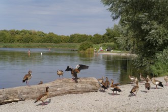 Nile goose (Alopochen aegyptiaca) at Starkholzbacher See, Starki, Nile geese, goose, invasive,