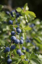 Blackthorn with fruit (Prunus spinosa), sloe, summer, harvest, fruit, jelly, Starkholzbach,
