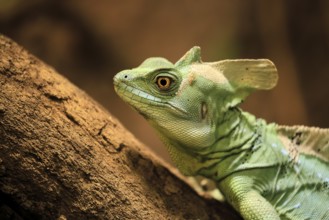 Frontal lobe basilisk (Basiliscus plumifrons), adult, on tree, foraging, alert, portrait, Central