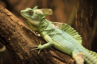 Frontal lobe basilisk (Basiliscus plumifrons), adult, on tree, foraging, vigilant, Central America,
